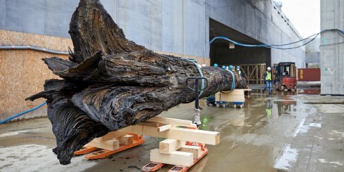 The first, large-size exhibits at the MHP permanent exhibition - a thousand-year-old black oak